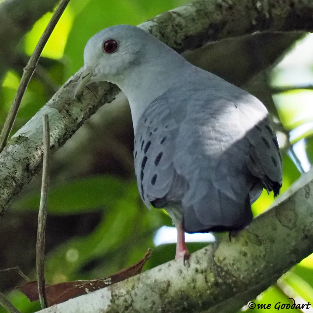 Blue Ground Dove - ML190156881