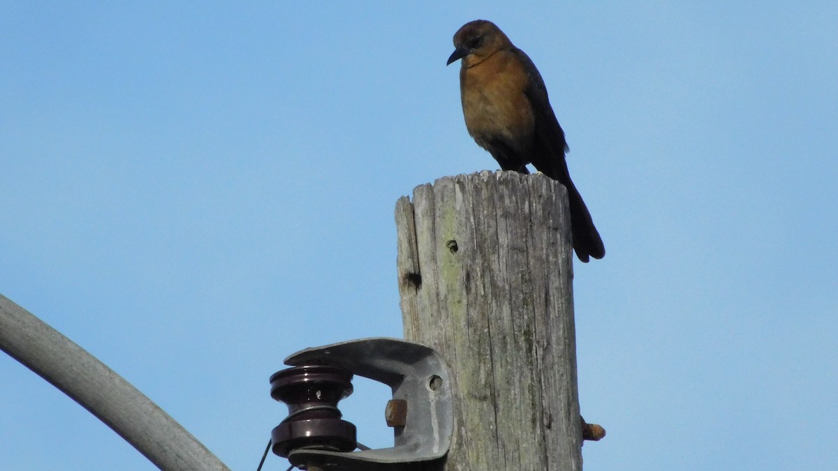 Boat-tailed Grackle - John  Paalvast