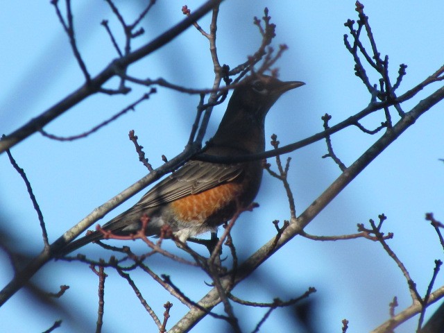 American Robin - ML190160091