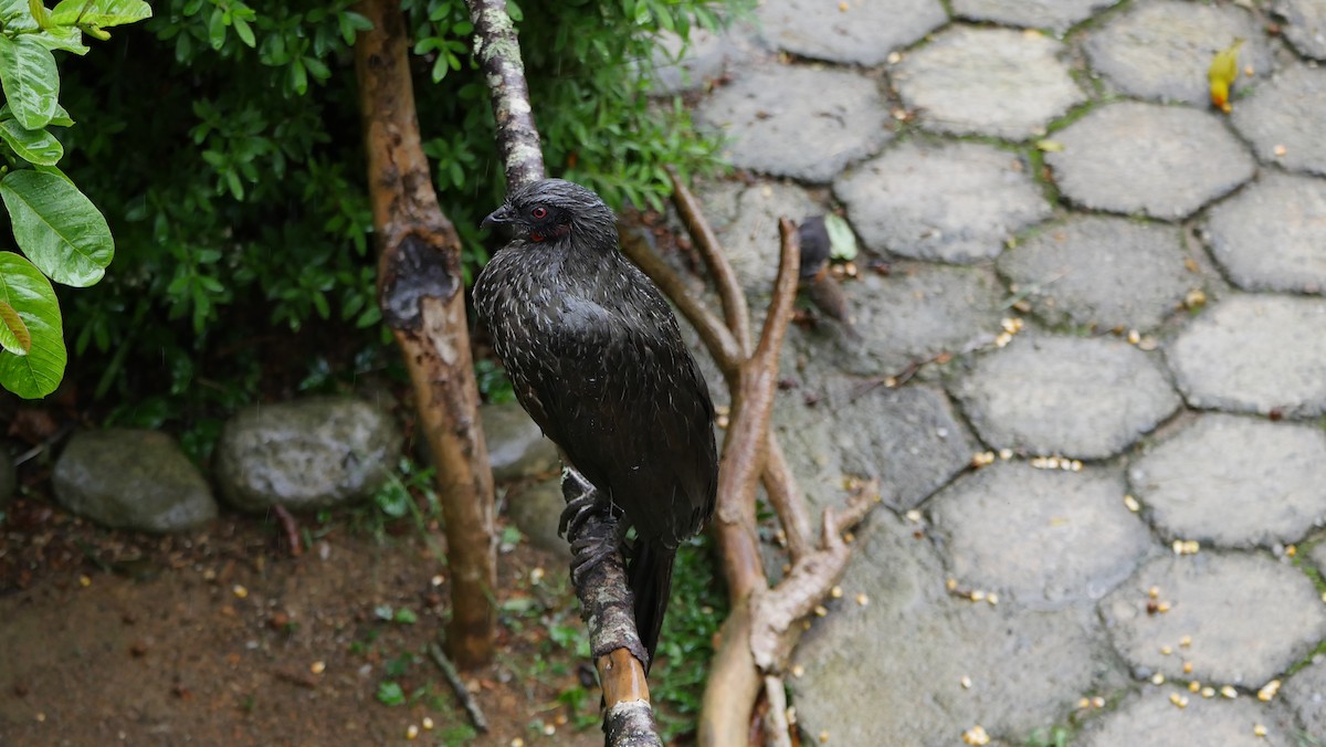 Dusky-legged Guan - Mike Grant