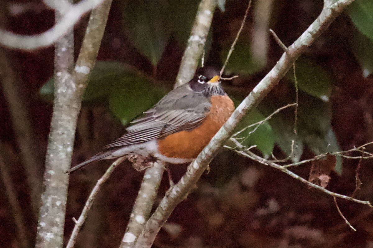 American Robin - ML190160831