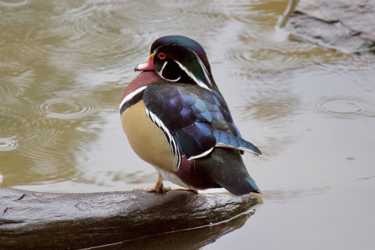 Wood Duck - ML190160871
