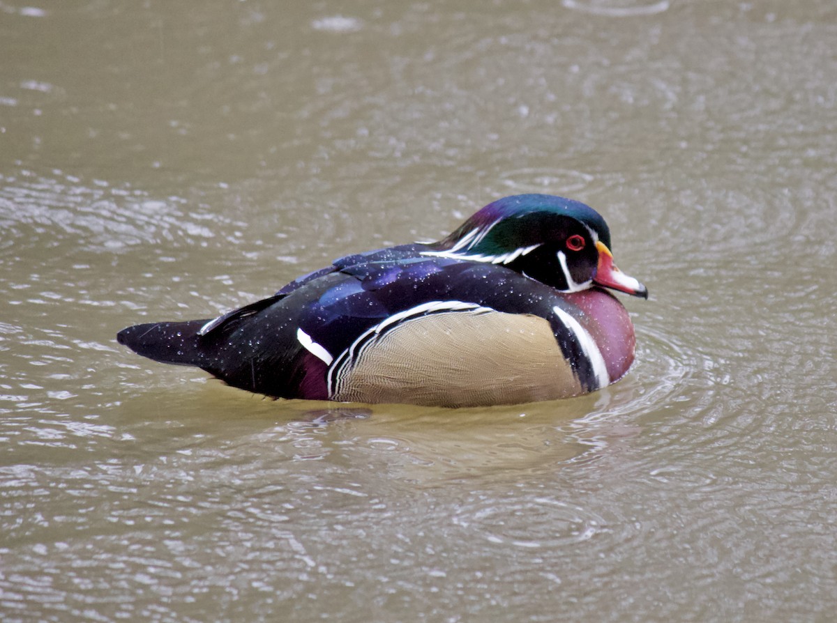 Wood Duck - ML190160881