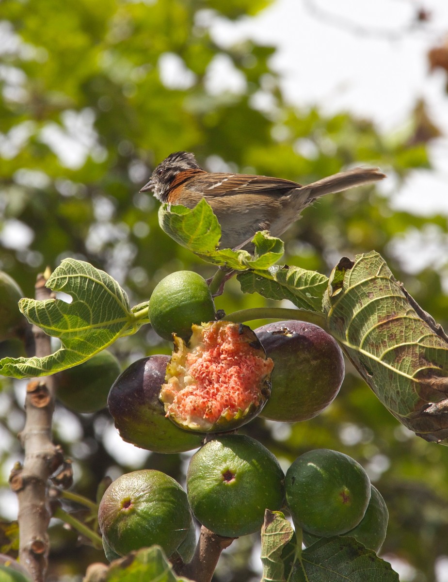 Rufous-collared Sparrow - ML190161611