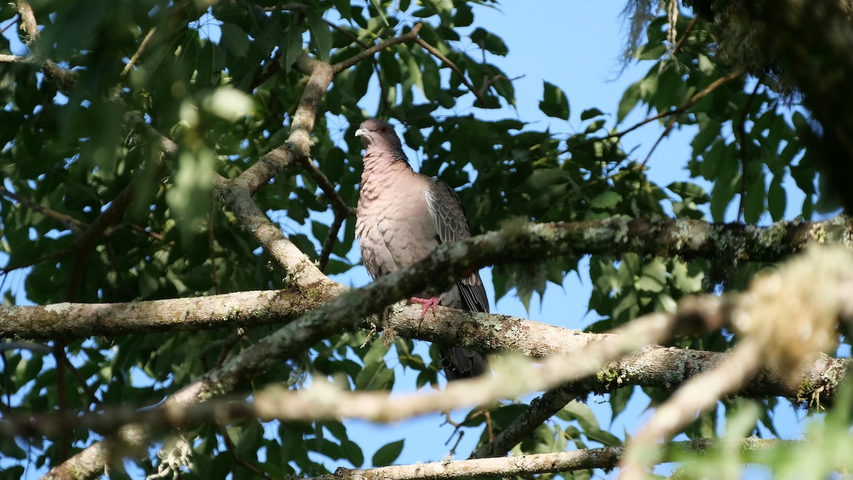 Picazuro Pigeon - ML190161791