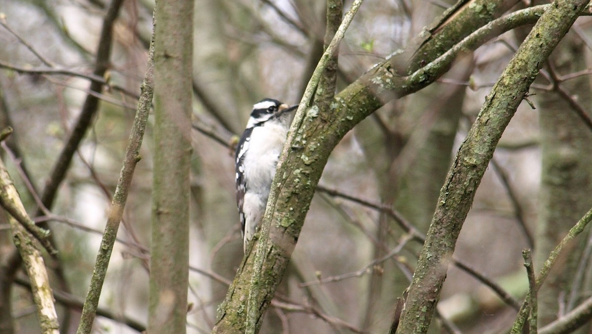 Downy Woodpecker - Dan Sochirca