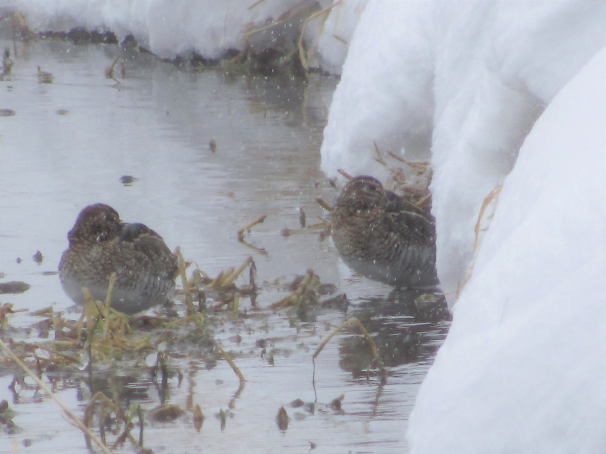 Wilson's Snipe - ML190165961