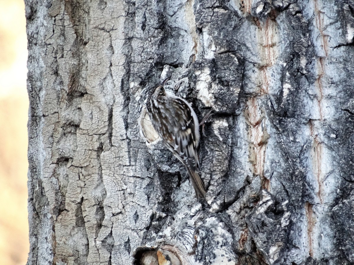 Brown Creeper - ML190166081