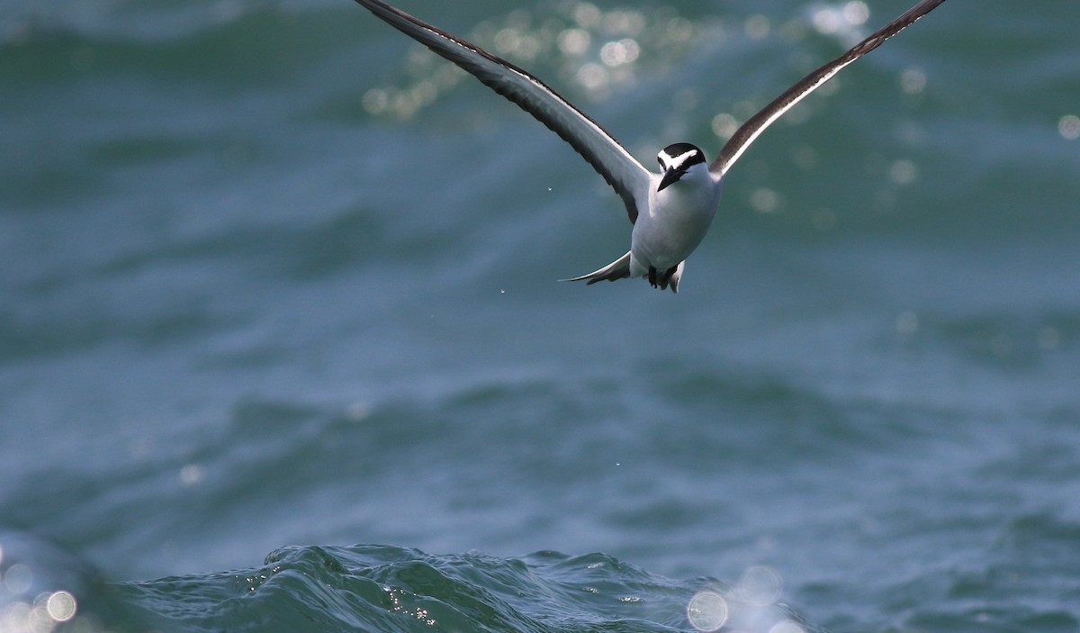 Bridled Tern - ML190166931
