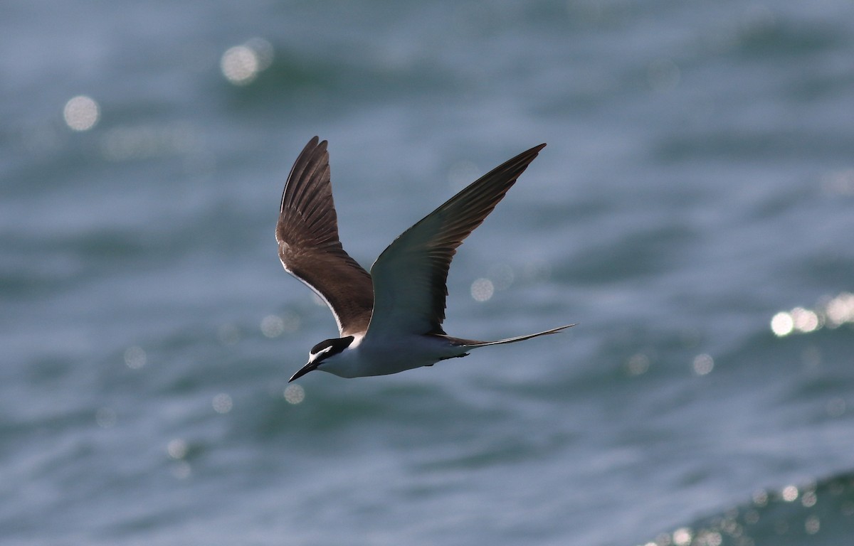 Bridled Tern - ML190166981