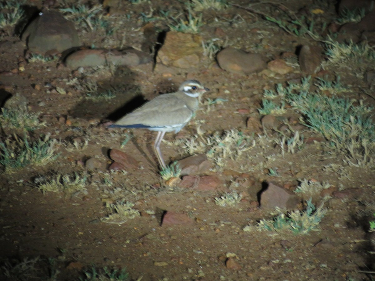 Bronze-winged Courser - ML190168491