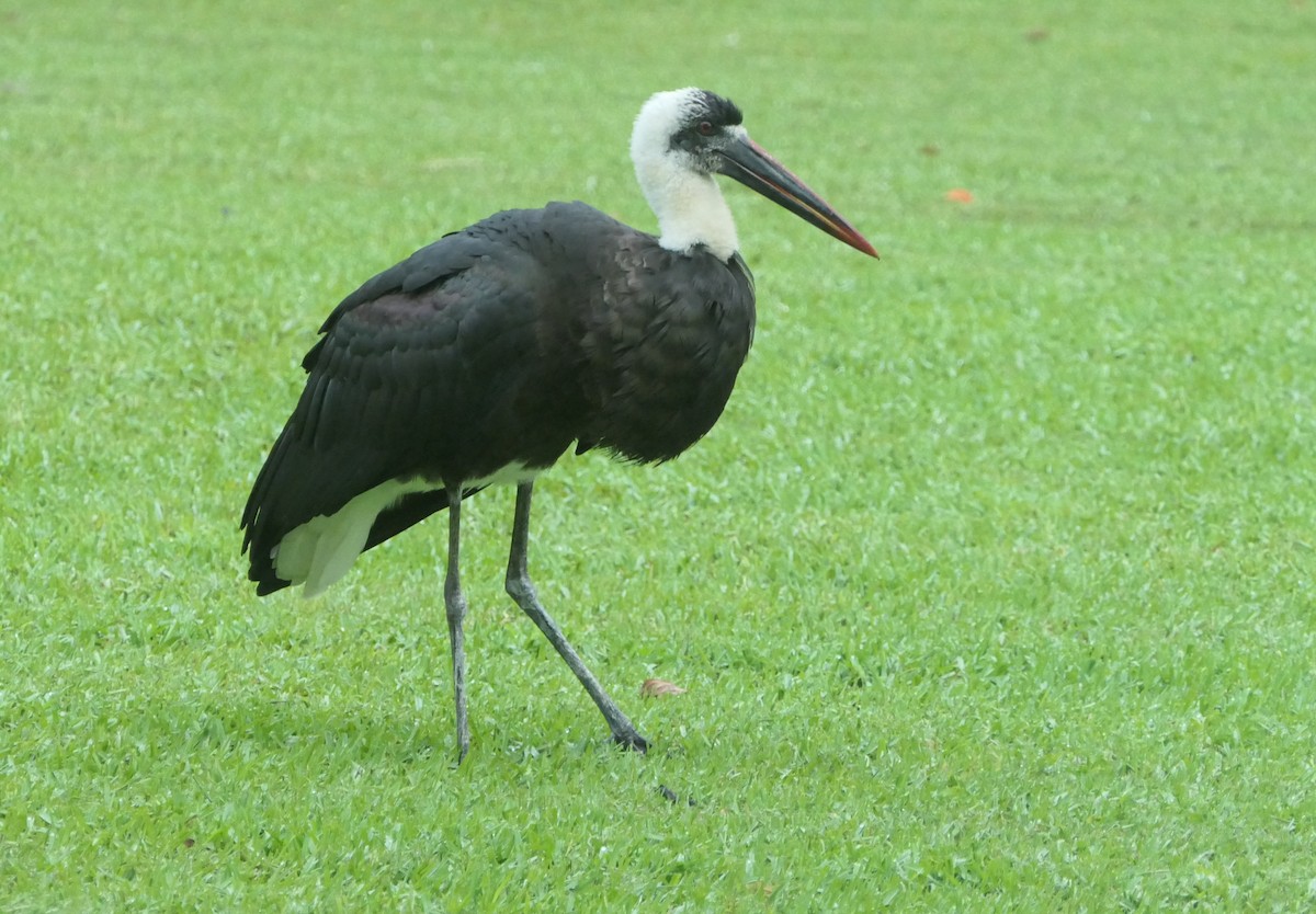 African Woolly-necked Stork - ML190168621