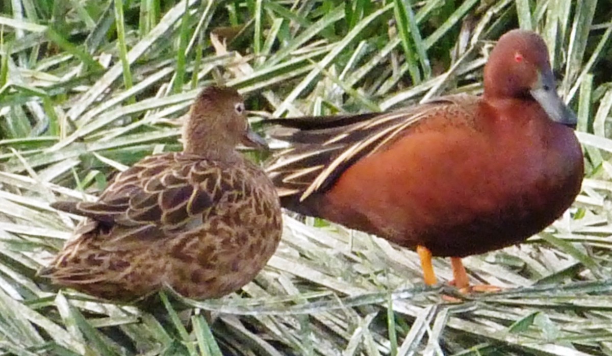 Cinnamon Teal - ML190168641