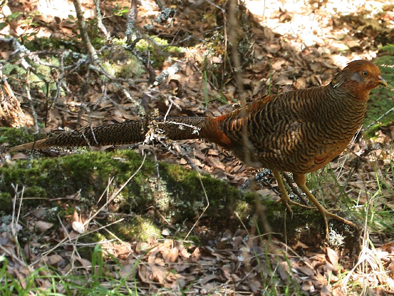 Golden Pheasant - ML190169691