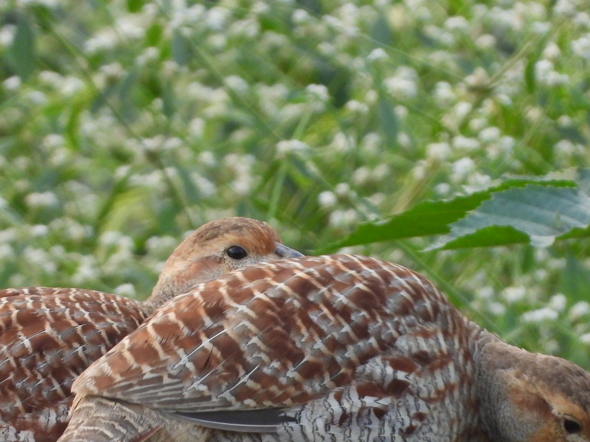 Gray Francolin - DR ANAND KUMAR