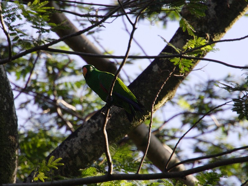 eclectus sp. - ML190171641