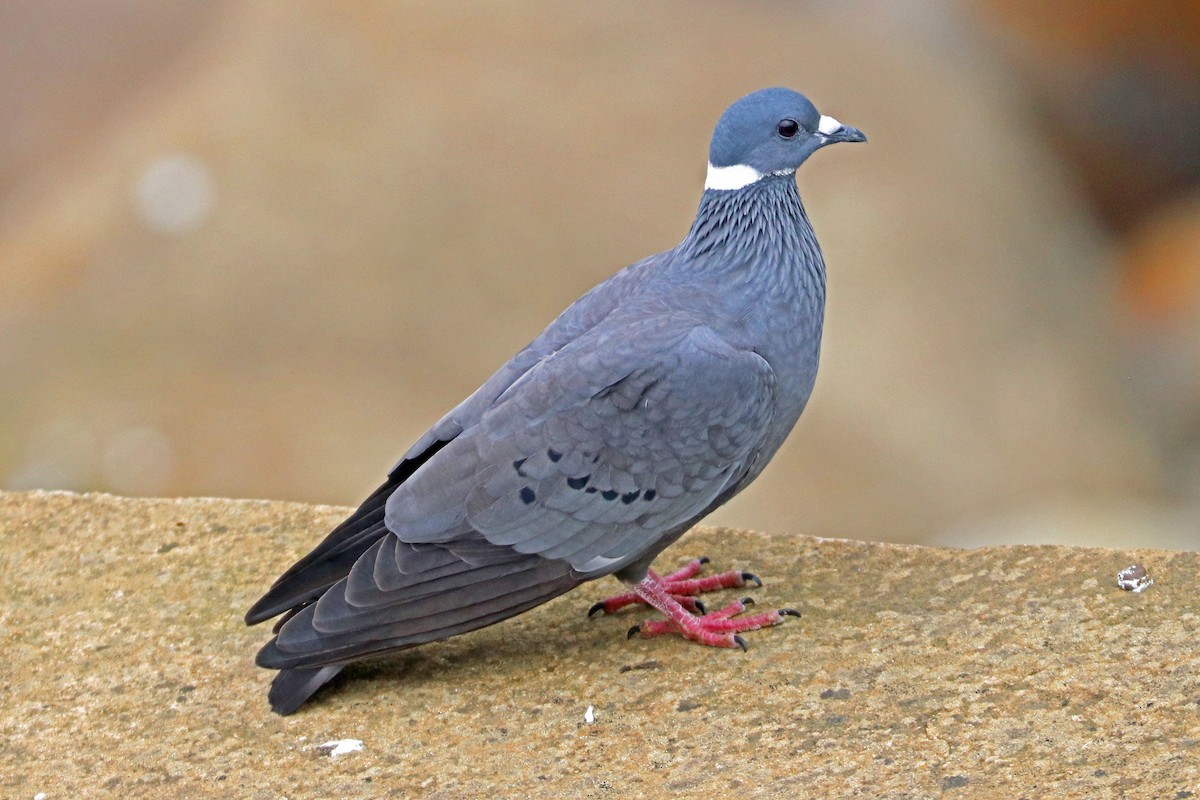White-collared Pigeon - ML190172501