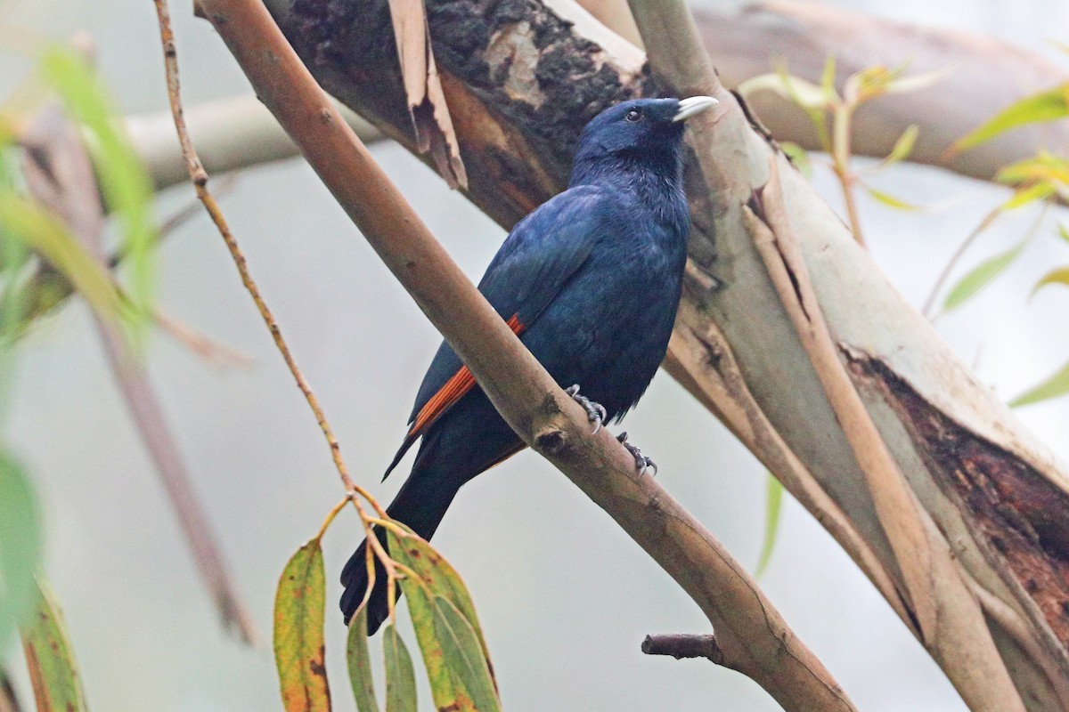 White-billed Starling - ML190172811