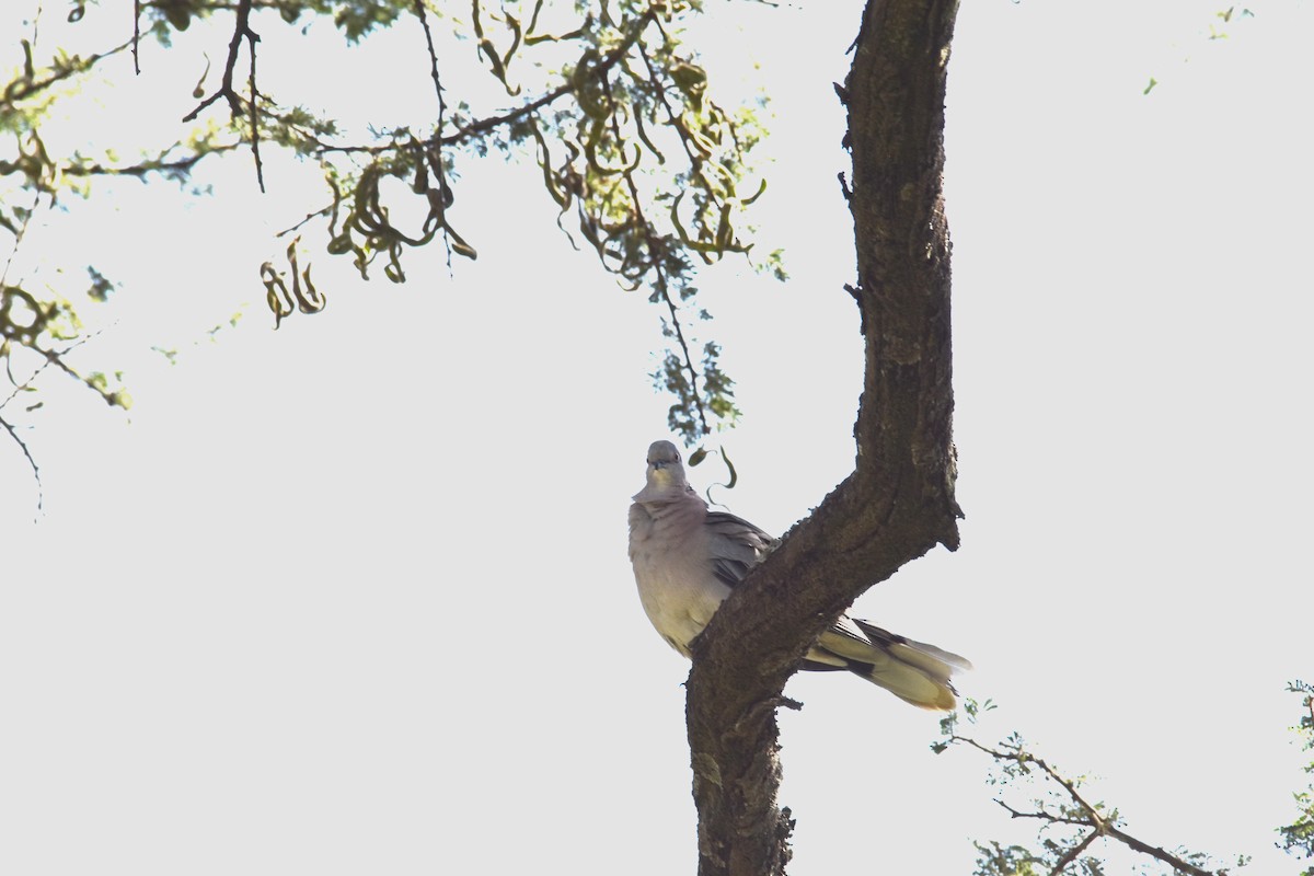 Mourning Collared-Dove - Patrick Palines