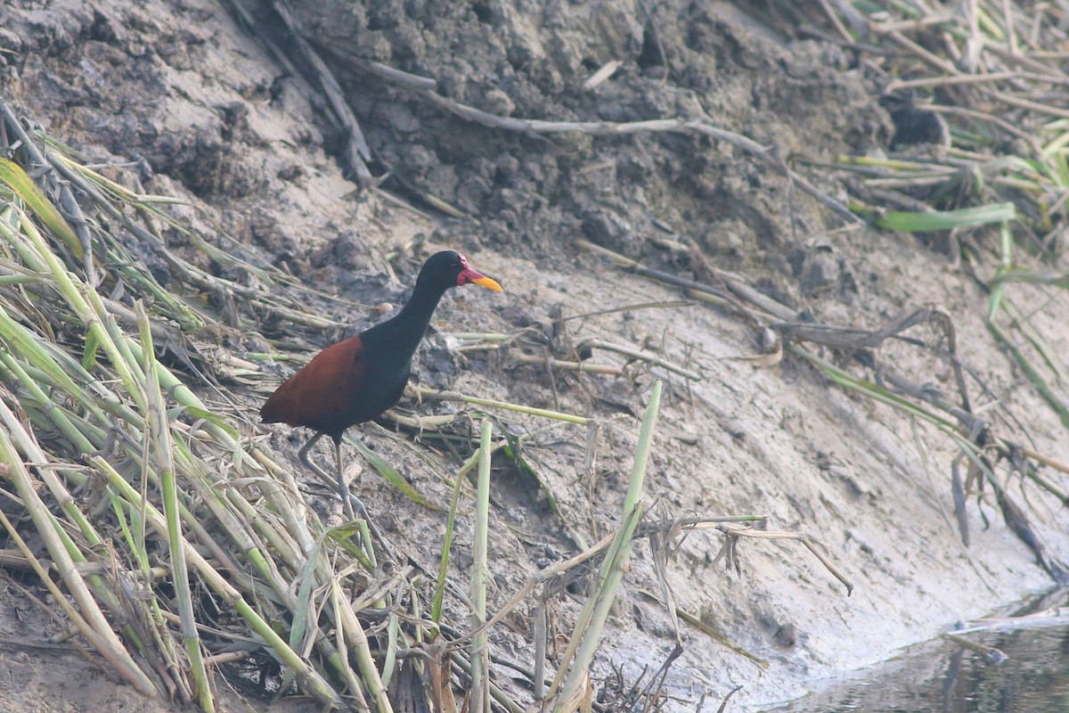 Wattled Jacana - ML190173491