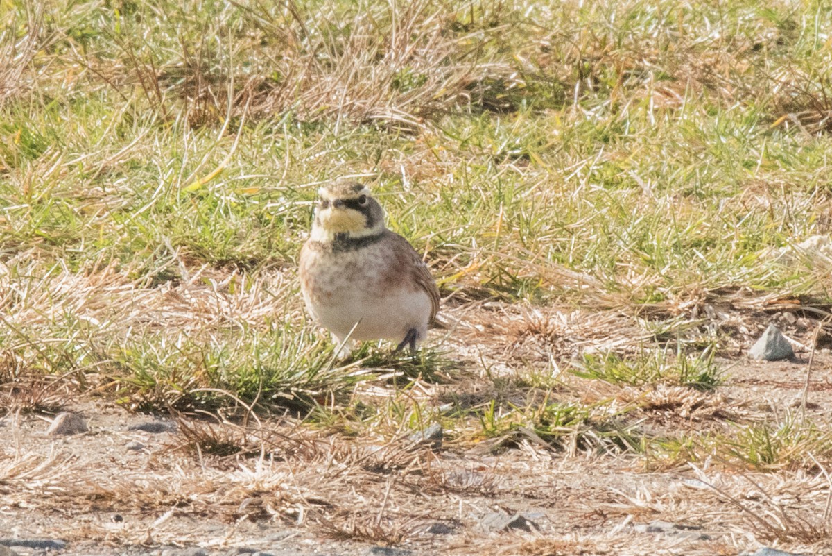 Horned Lark - William Batsford