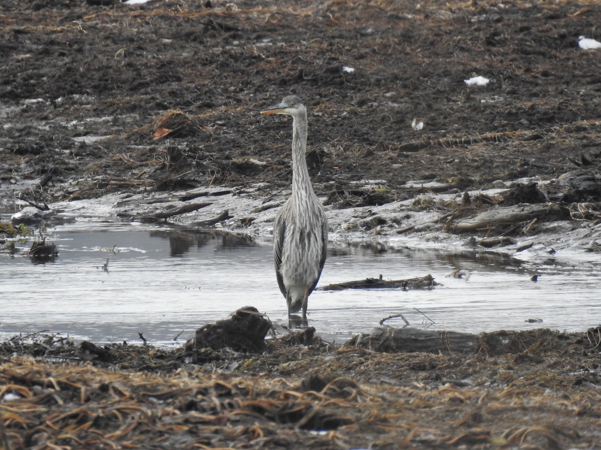 Great Blue Heron - ML190174361