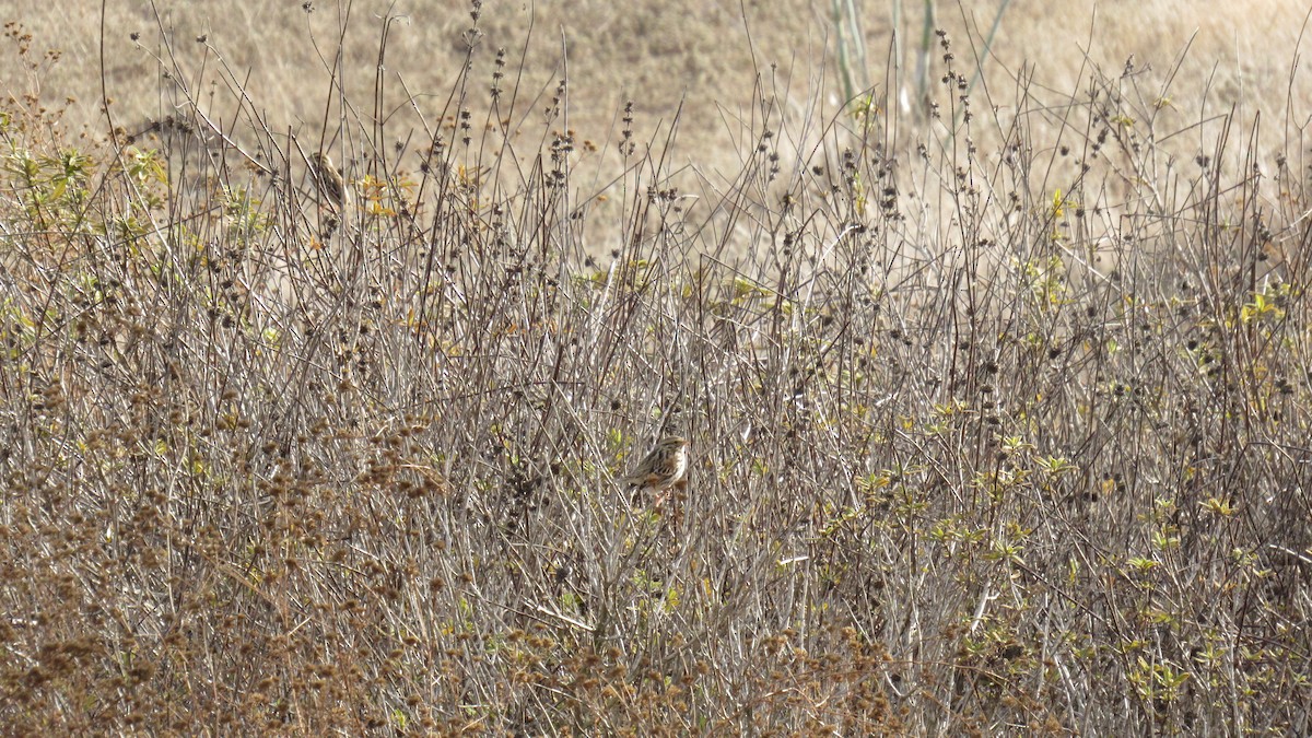 Savannah Sparrow - ML190175421