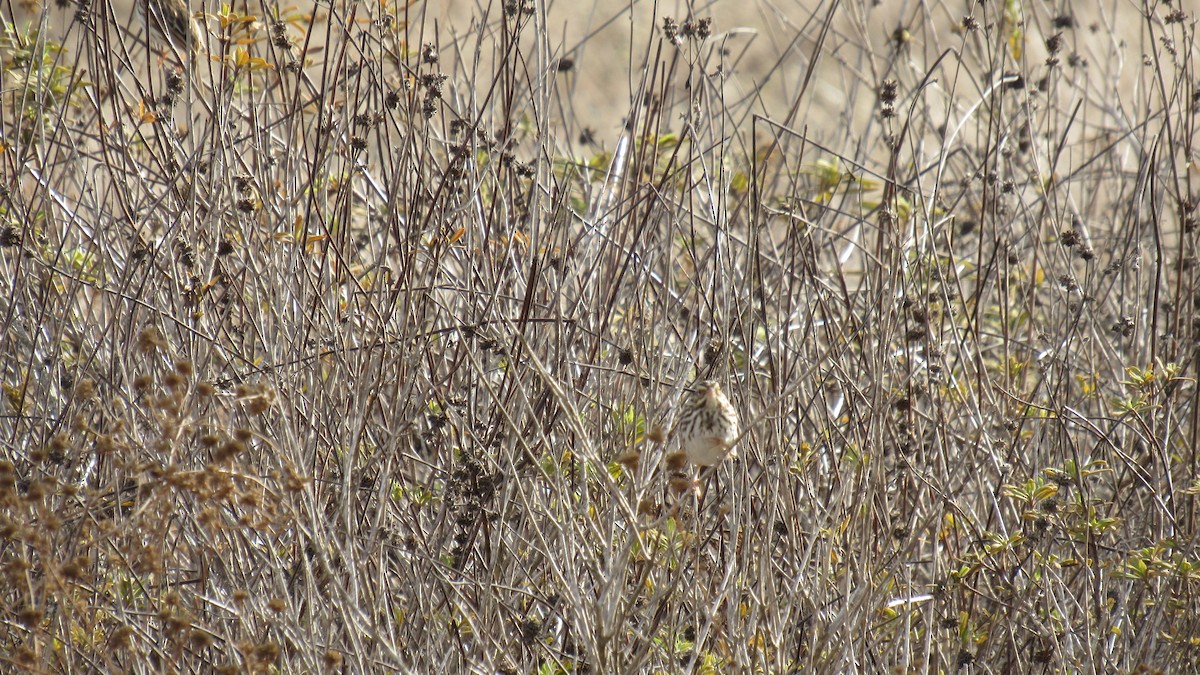 Savannah Sparrow - ML190175471