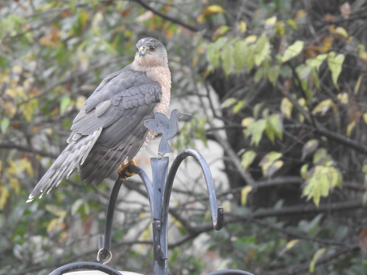 Cooper's Hawk - danny dobbs