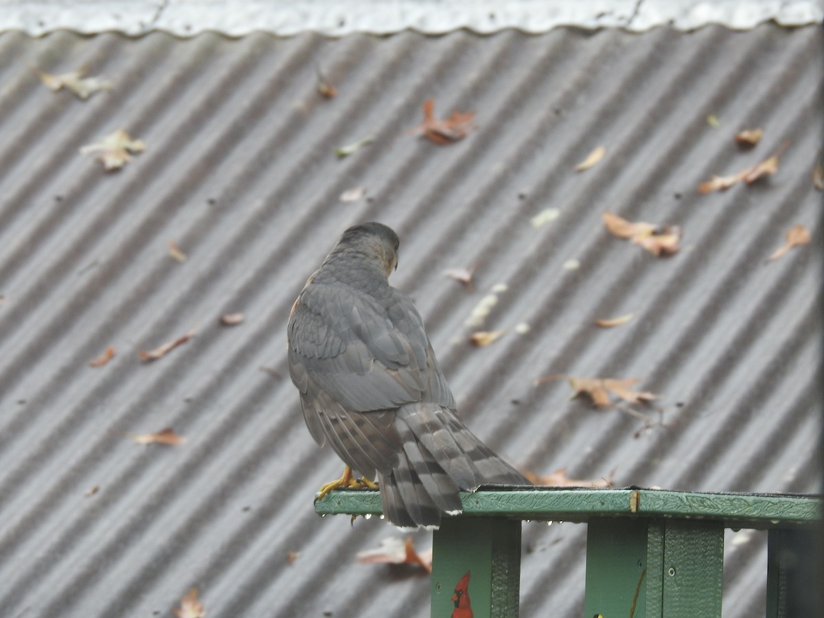 Cooper's Hawk - ML190177581