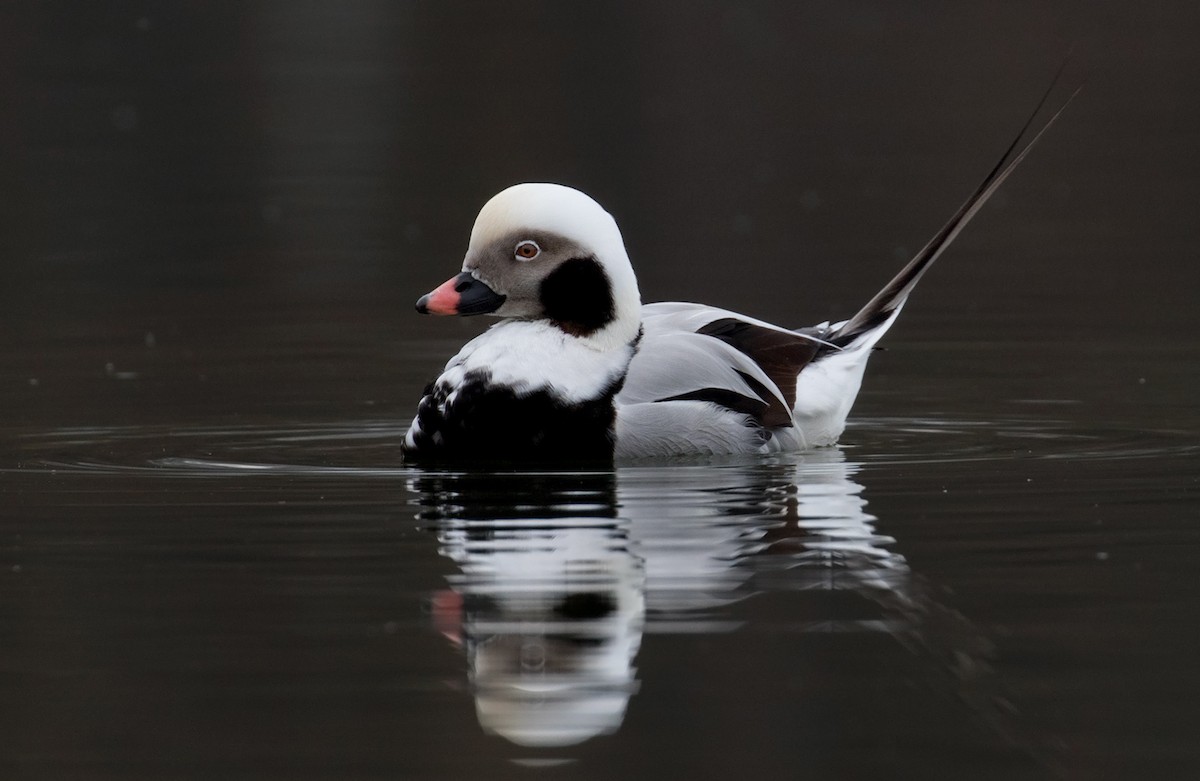 Long-tailed Duck - Mark R Johnson