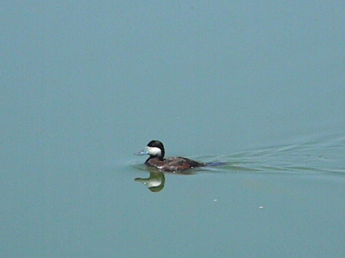 Ruddy Duck - Will Anderson