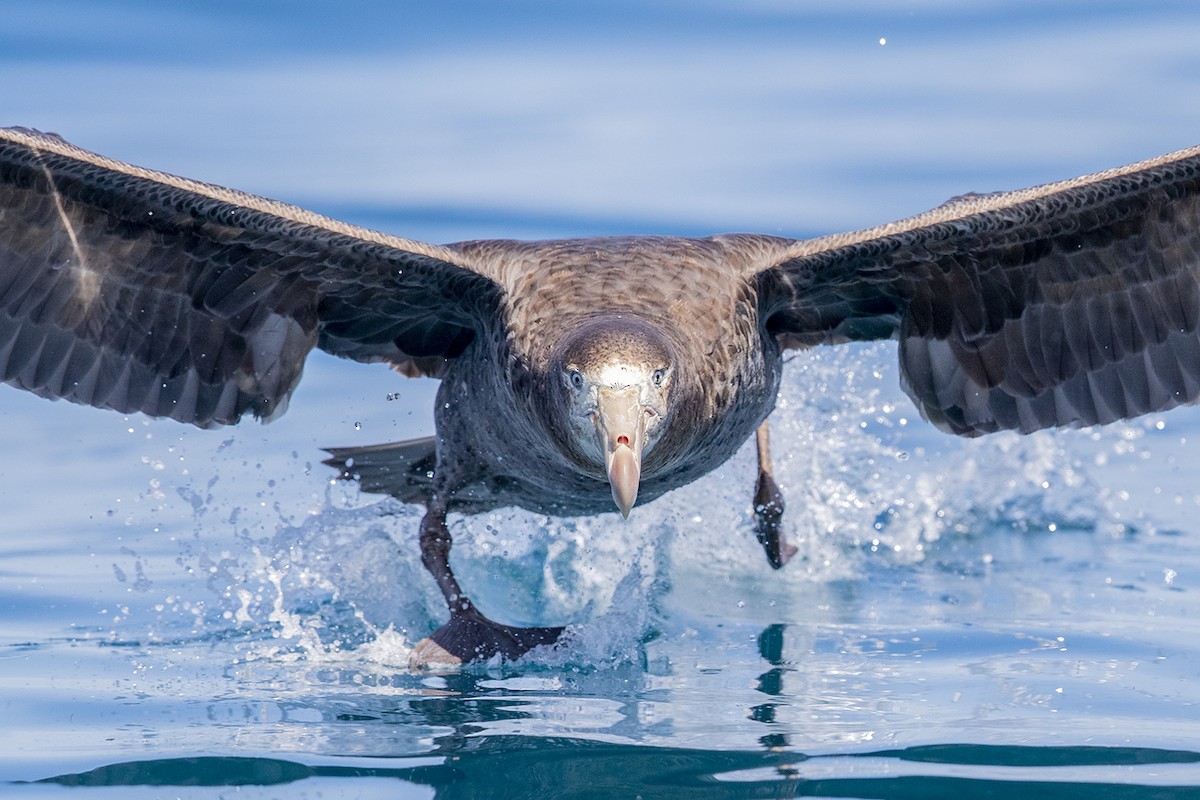 Northern Giant-Petrel - ML190181331