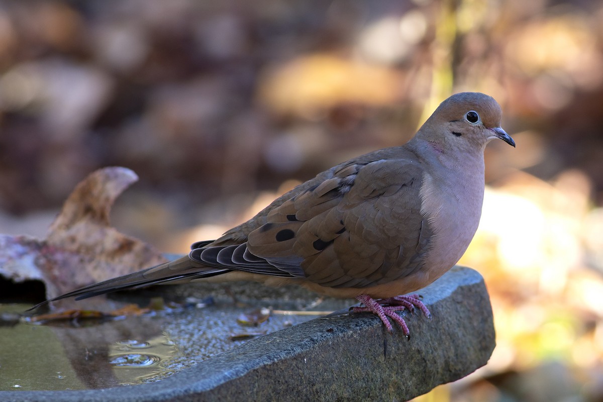 Mourning Dove - ML190183971