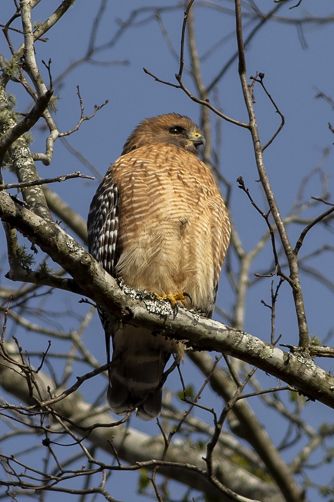 Red-shouldered Hawk - ML190183991
