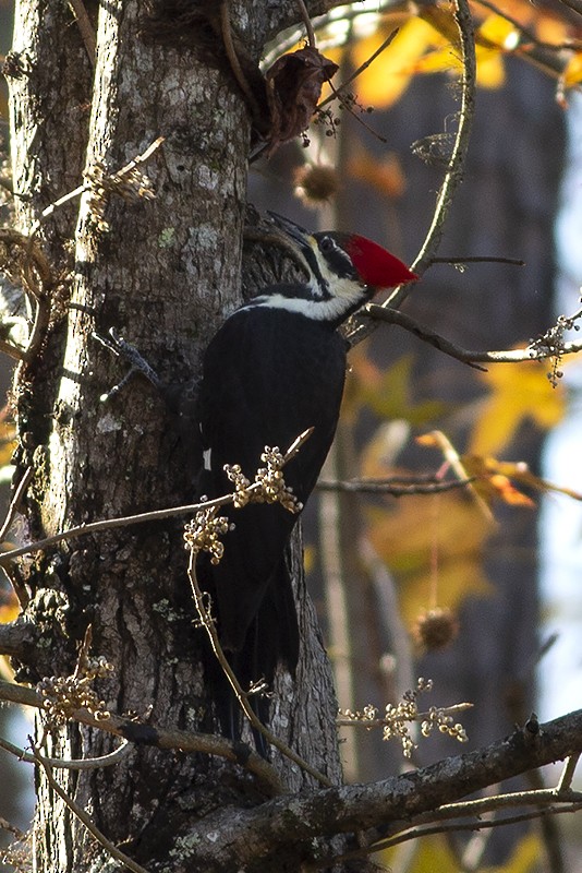 Pileated Woodpecker - ML190184011