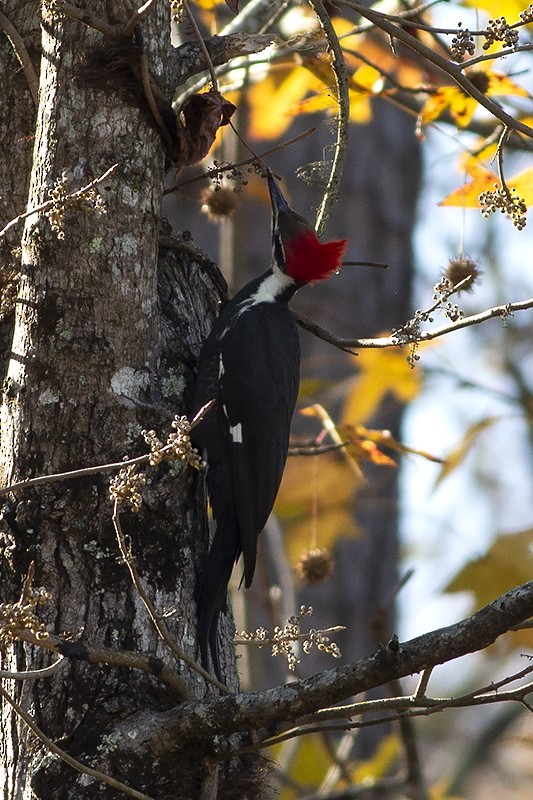 Pileated Woodpecker - ML190184021