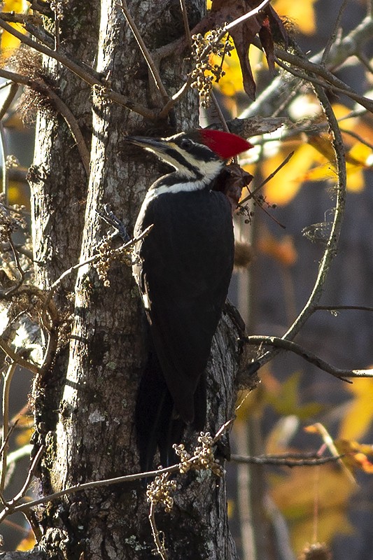 Pileated Woodpecker - ML190184031