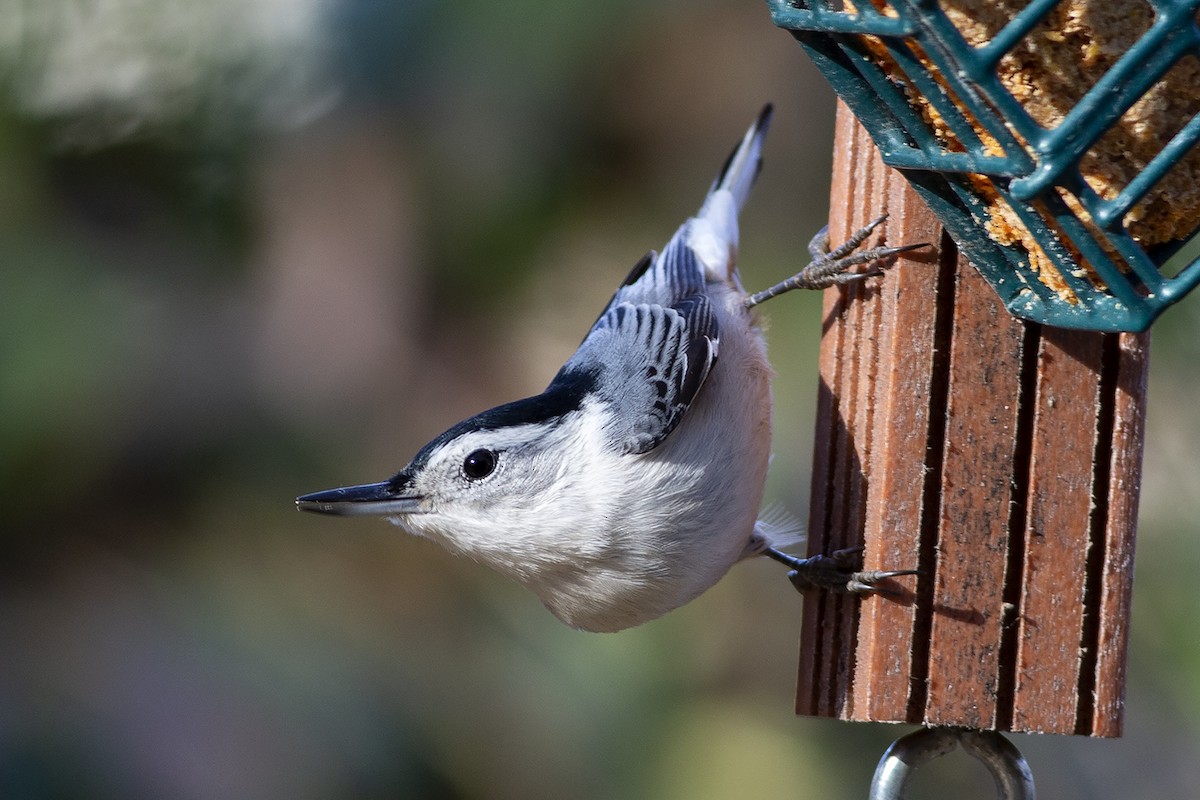White-breasted Nuthatch - ML190184091
