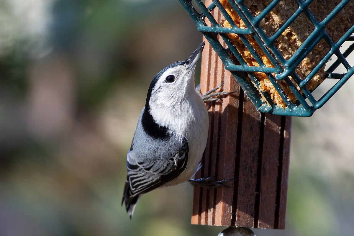White-breasted Nuthatch - ML190184101