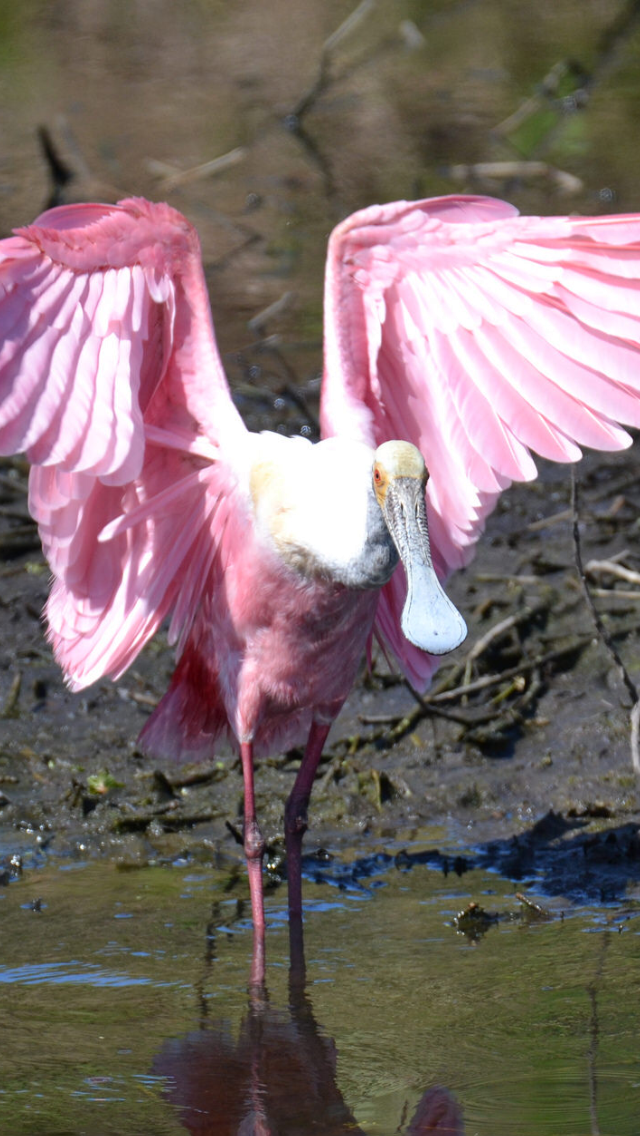Roseate Spoonbill - Will Anderson