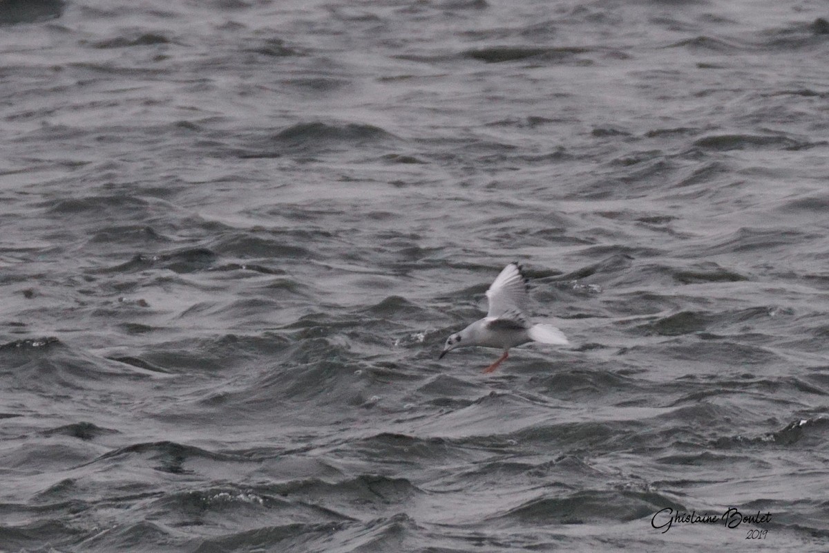 Bonaparte's Gull - Réal Boulet 🦆