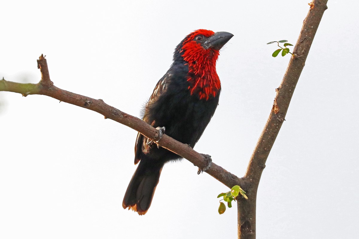 Black-billed Barbet - Greg  Griffith