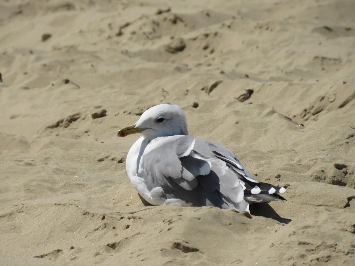 California Gull - ML190189121