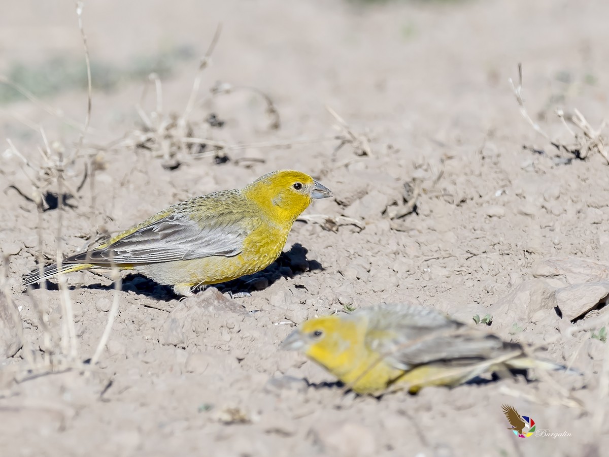Greater Yellow-Finch - fernando Burgalin Sequeria