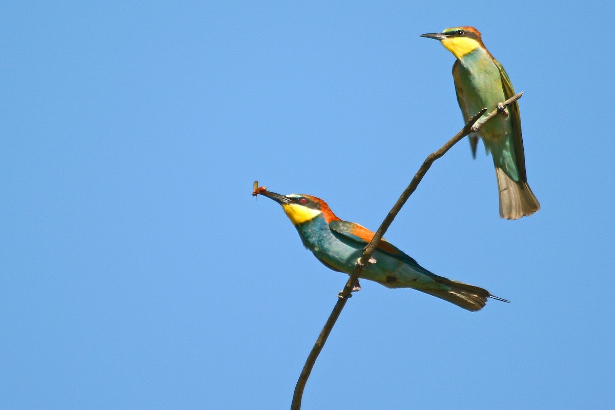 European Bee-eater - ML190191011