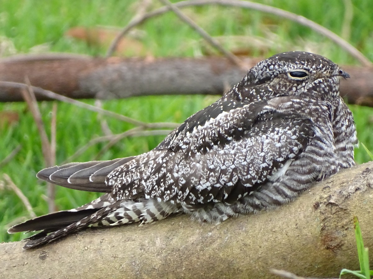 Common Nighthawk - ML190193291