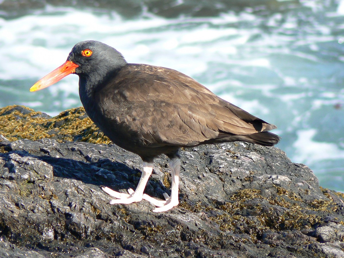 Blackish Oystercatcher - Carlos Schmidtutz