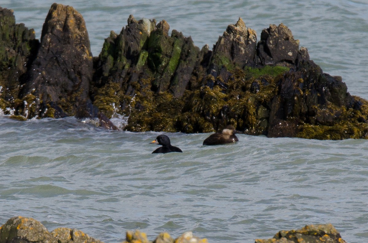 Common Scoter - ML190194941