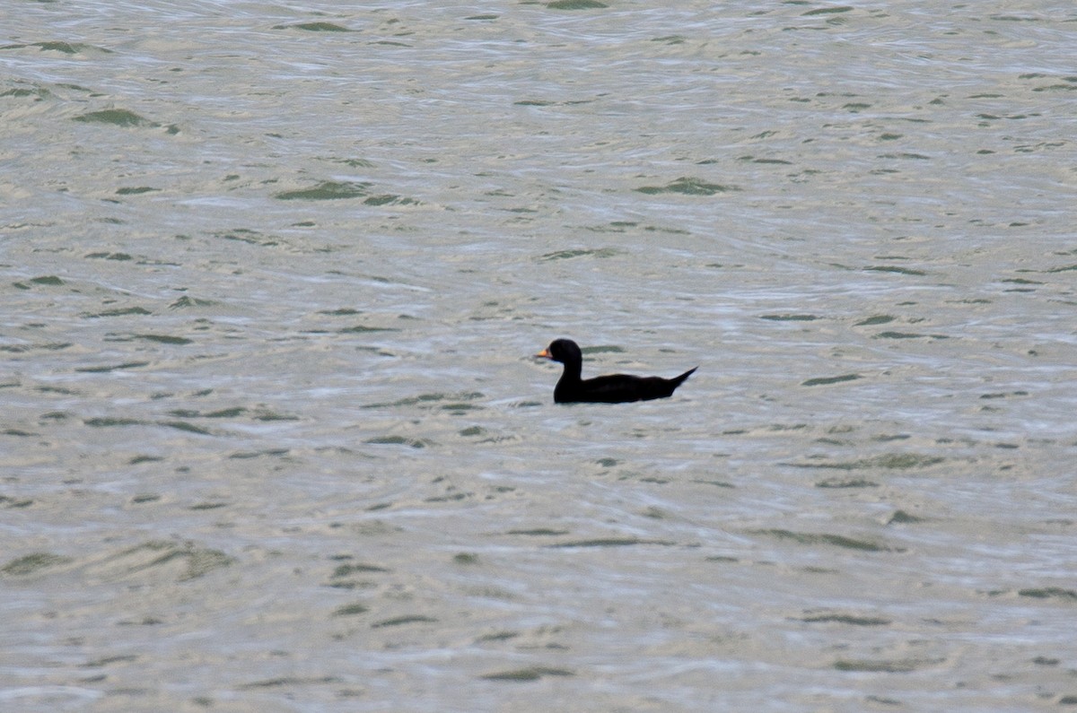 Common Scoter - ML190195021